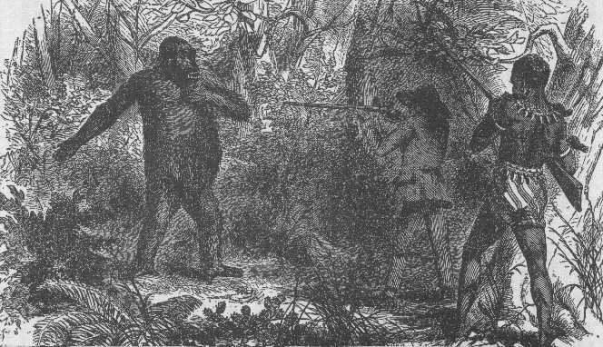 The Victorian Search for Gorillas, Evolution, and Humanness